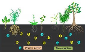 About soil nutrients