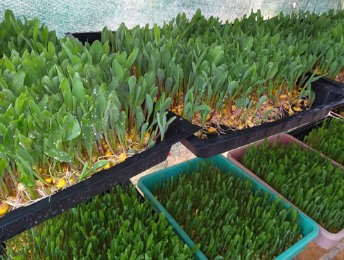 Hydroponic Fodder Production