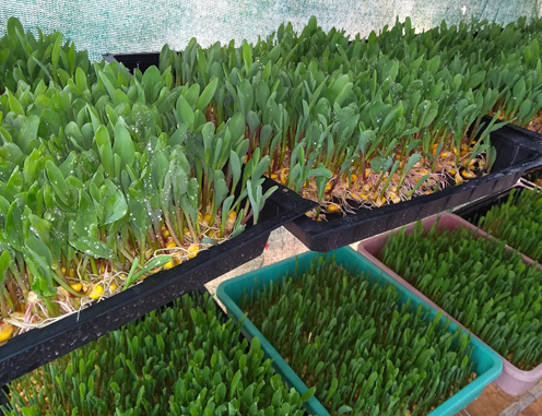 Hydroponic Fodder Production