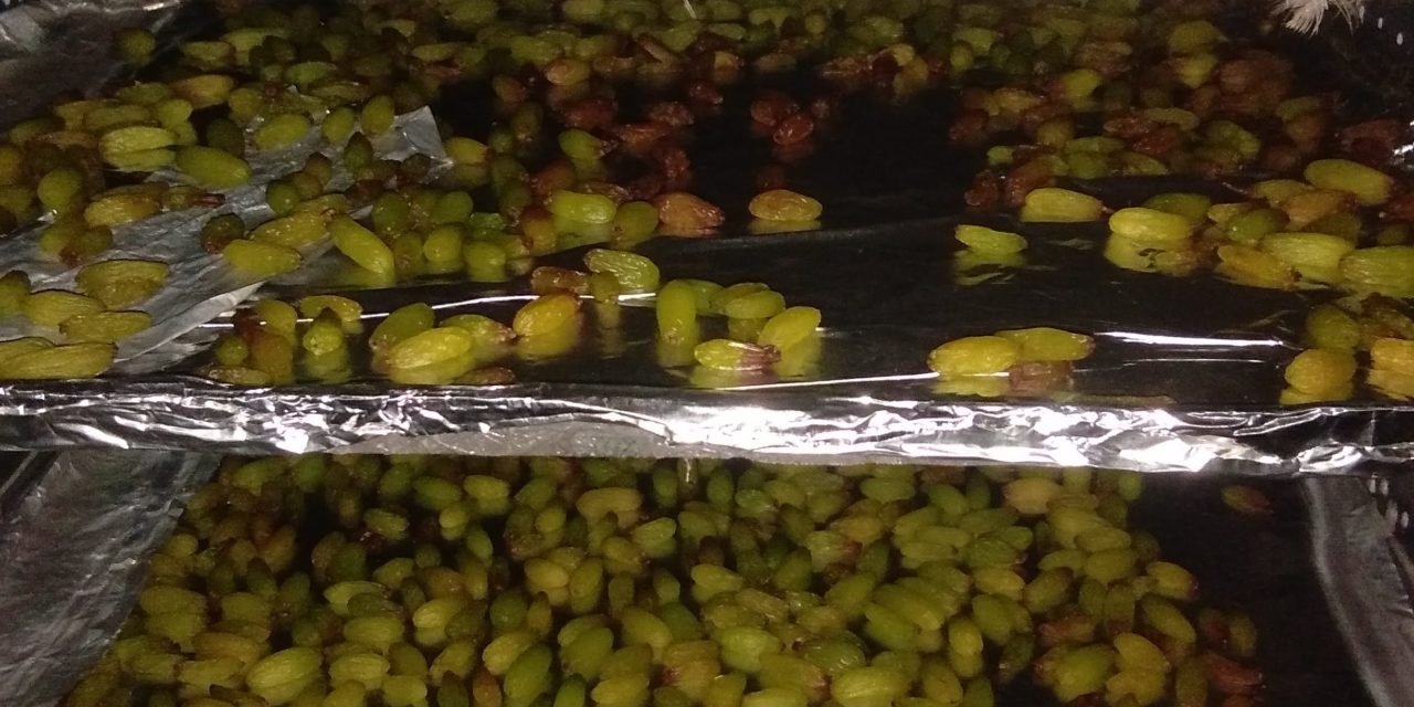 Grapes to raisin making(Pilot Dryer Trials Data)