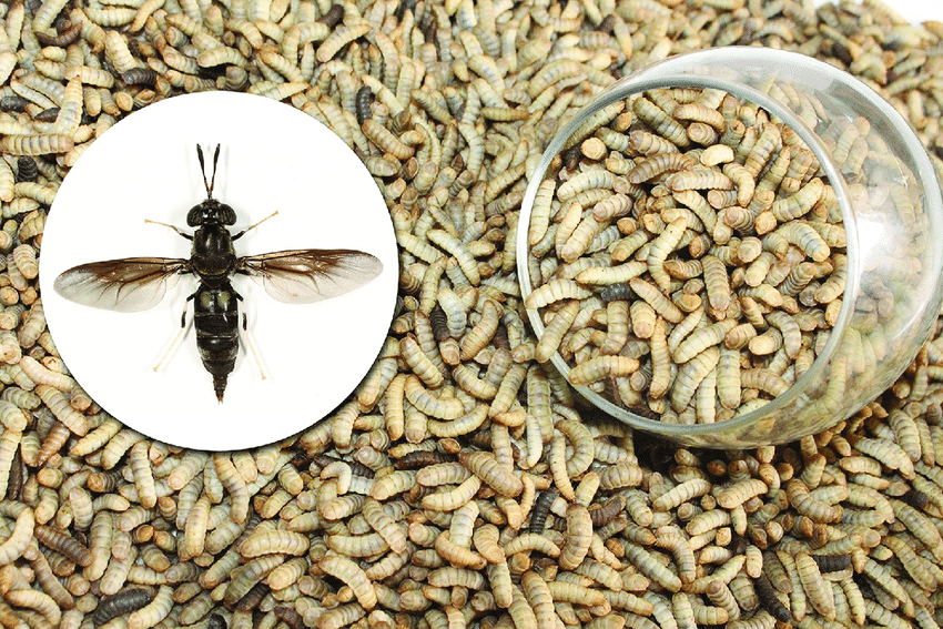Black Soldier Fly (BSF)