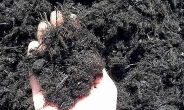 Decomposition Of Human Hair