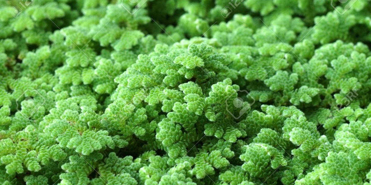 Protected: Azolla and feed