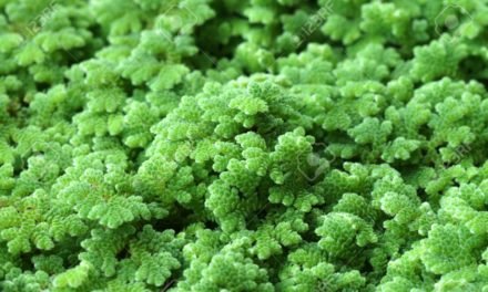 Protected: Azolla and feed