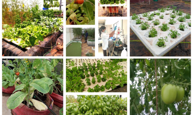 Basics of hydroponics farming
