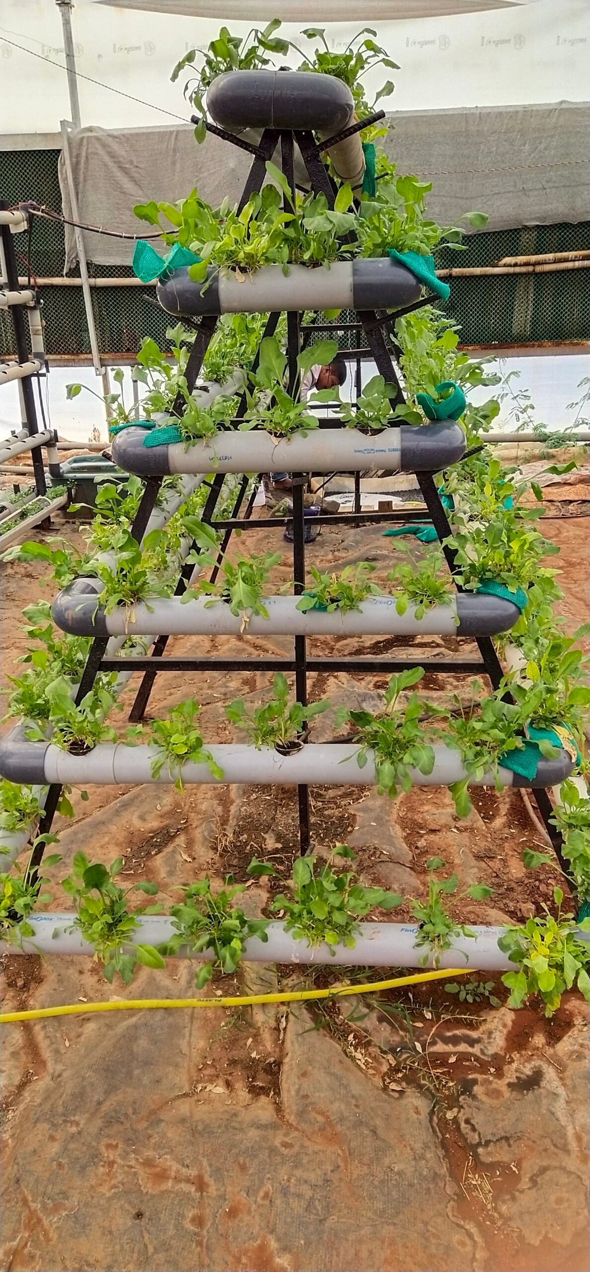 Cost Effective Hydroponics System for Spinach