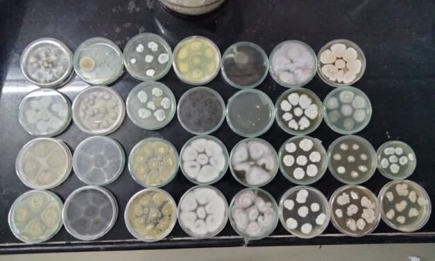 Identification of Bacteria and Fungus from Agricultural Waste  Decomposition Culture