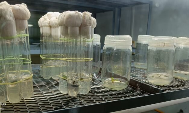 Assignment – 2 ( Plant Tissue Culture)