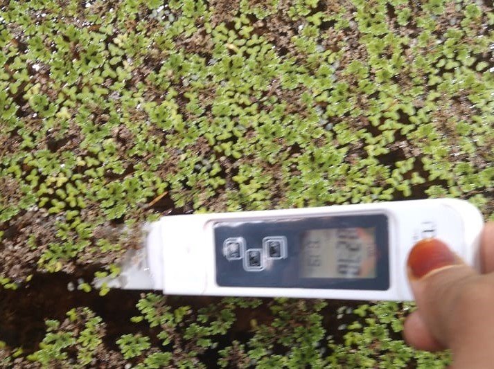 Growing Azolla on light intensity