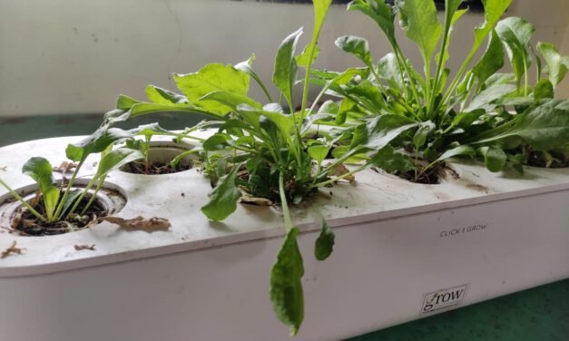 Water Analysis and Live Trial of Murbad Hydroponic system