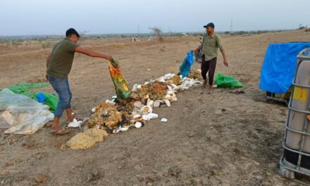Preparation of kitchen waste bed at Siddhesh Sakore Farm for making compost manure.