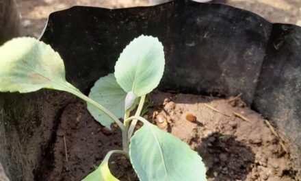 Effect and study Compost tea on growth and yield of cabbage