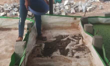 PREPARATION OF AZOLLA BED