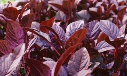 Subsurface Irrigation :- 1) Red Spinach , 2) Amaranthus