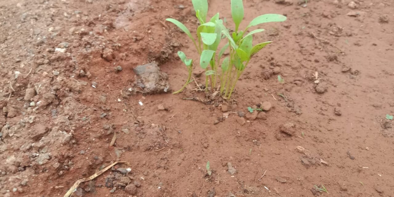 Effect of different mulching on spinach plant .