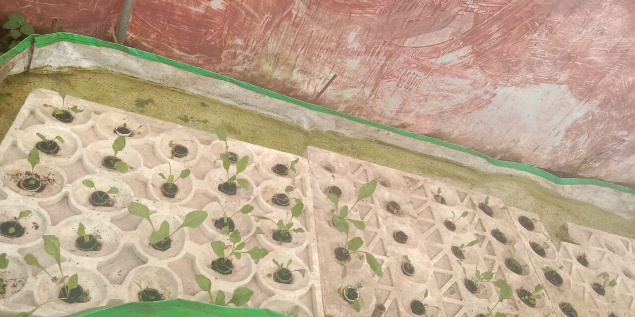 To observe growth of Spinach in DWC Hydroponics using urine
