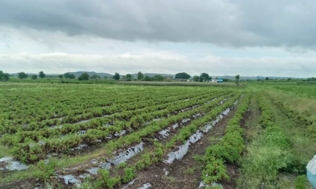 Geranium Farm