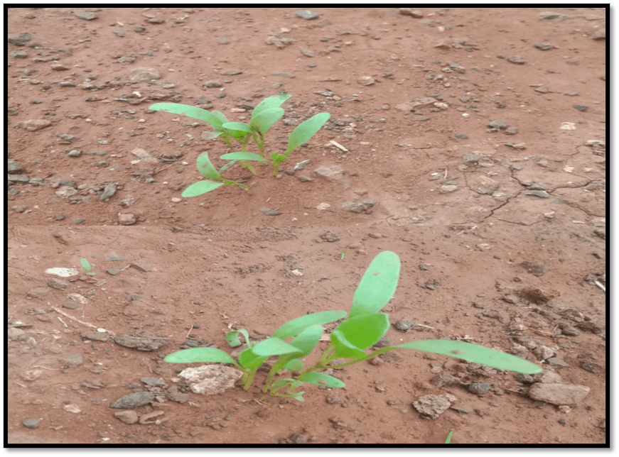 Effect Of Different Mulching On Spinach Plant DESIGN INNOVATION CENTER