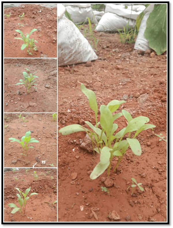 Effect Of Different Mulching On Spinach Plant DESIGN INNOVATION CENTER