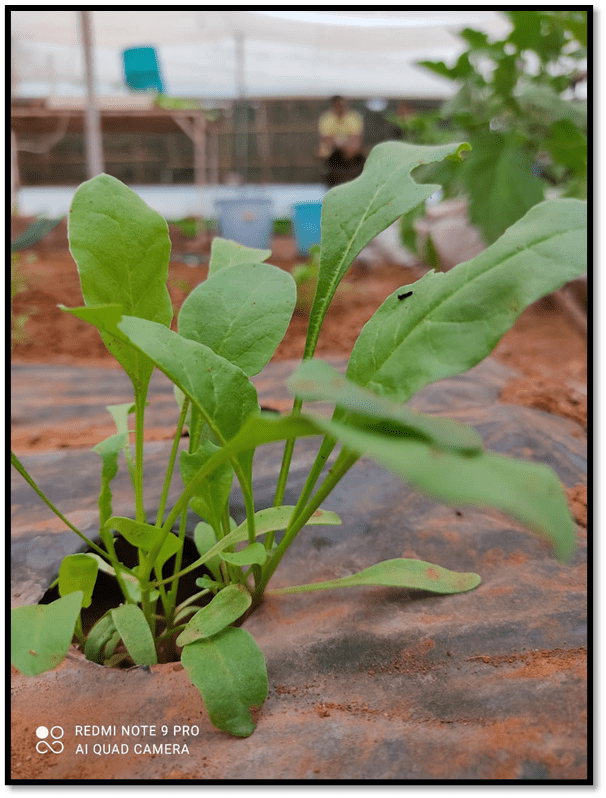 Effect Of Different Mulching On Spinach Plant DESIGN INNOVATION CENTER