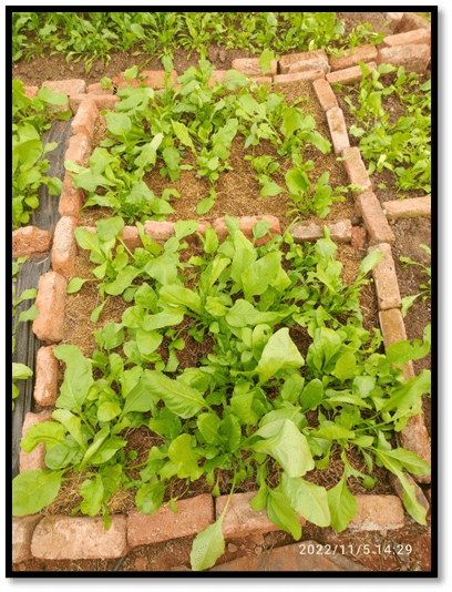 Effect Of Different Mulching On Spinach Plant 2nd Trial DESIGN 