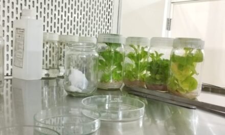 Plant Tissue culture