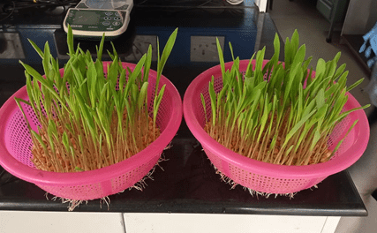 (Microgreen) fodder hydroponic system