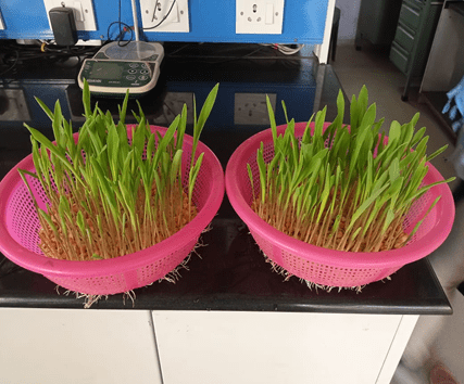 (Microgreen) fodder hydroponic system