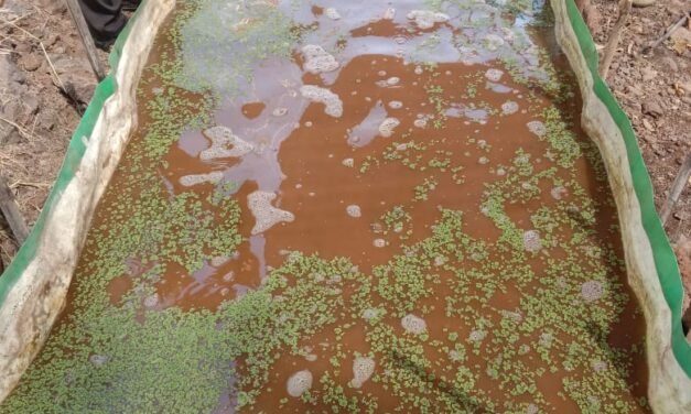 TO SET AZOLLA BED