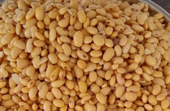 Protein Rich Soybean