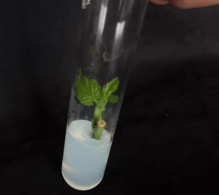 Plant Tissue Culture