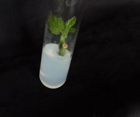 Plant Tissue Culture