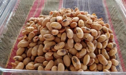 Protein Rich Soybean