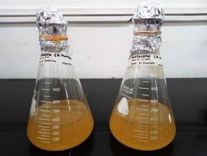 Mass Multiplication Of BARC Culture