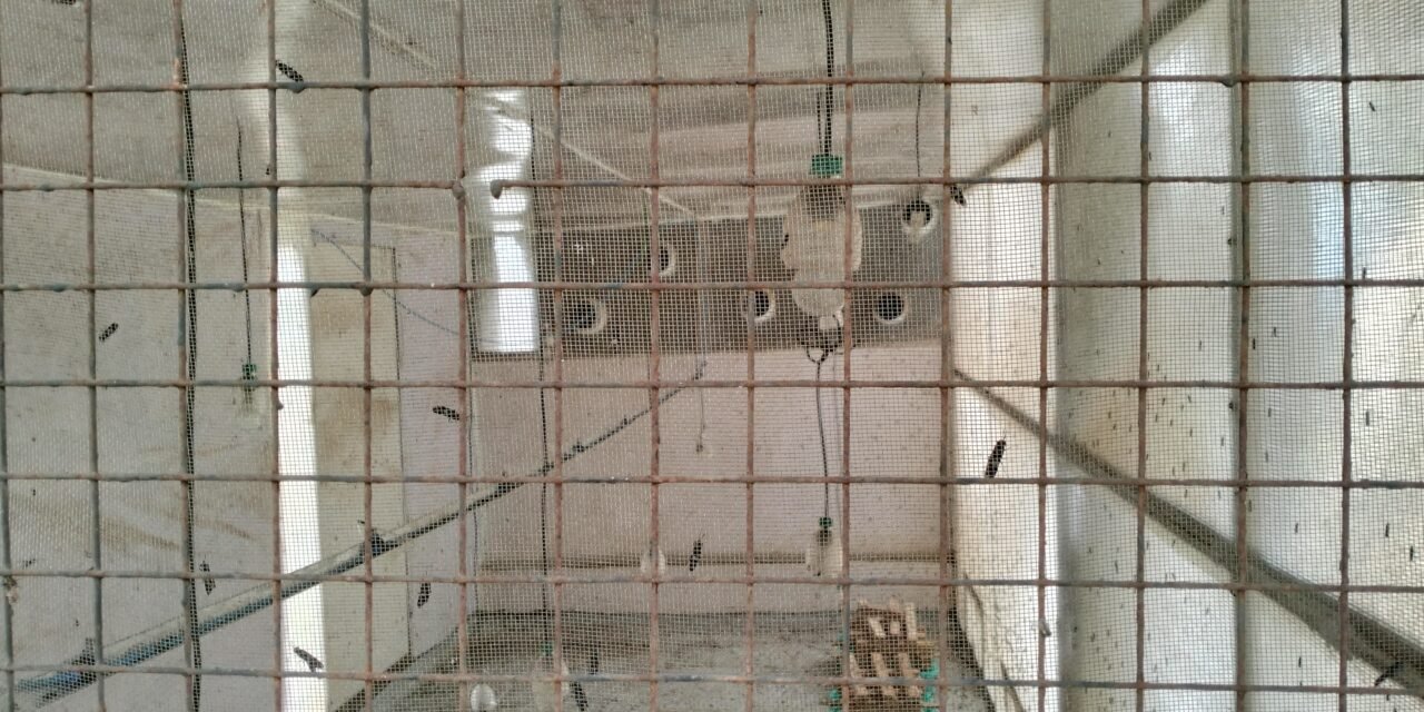 BSF (Black Soldier Fly) Breeding Chamber