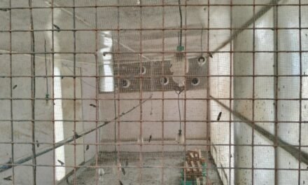 BSF (Black Soldier Fly) Breeding Chamber