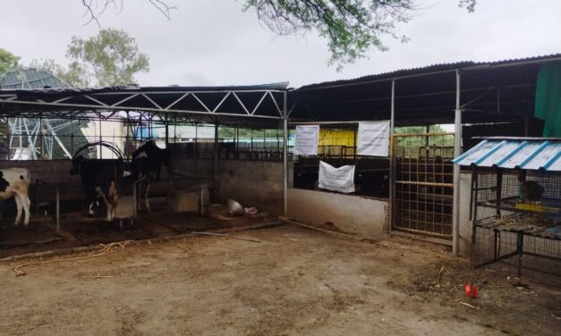 LIVESTOCK SHED MODIFICATION