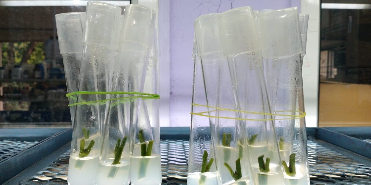 PLANT TISSUE CULTURE