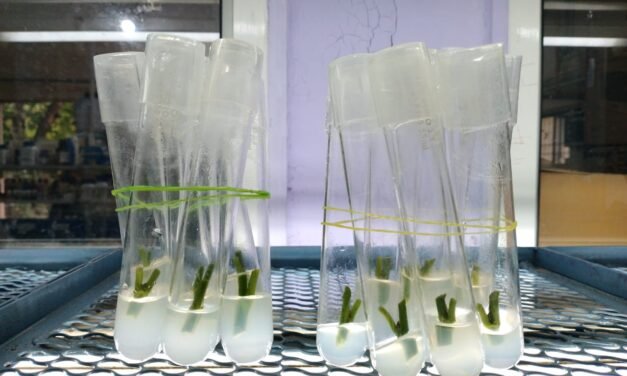 PLANT TISSUE CULTURE