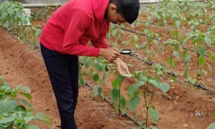 Polyhouse Capsicum