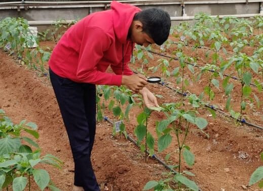 Polyhouse Capsicum