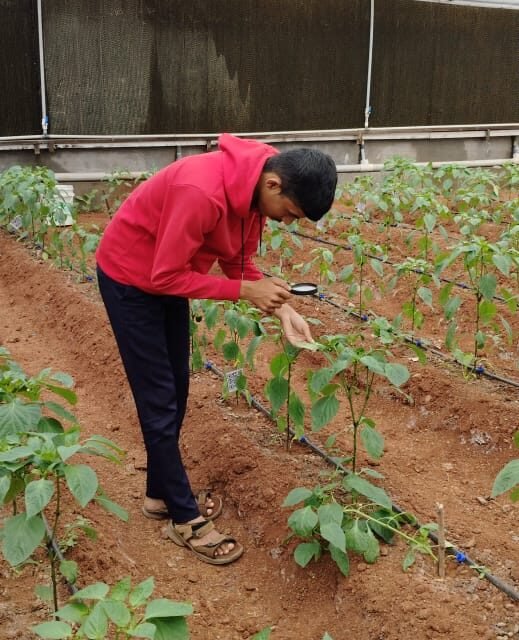 Polyhouse Capsicum