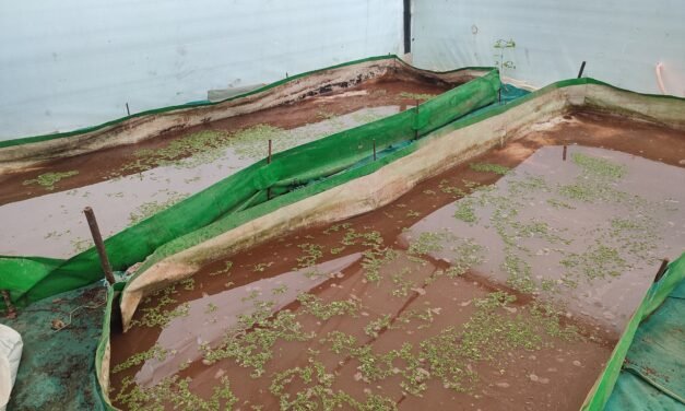 PREPARATION OF AZOLLA BED