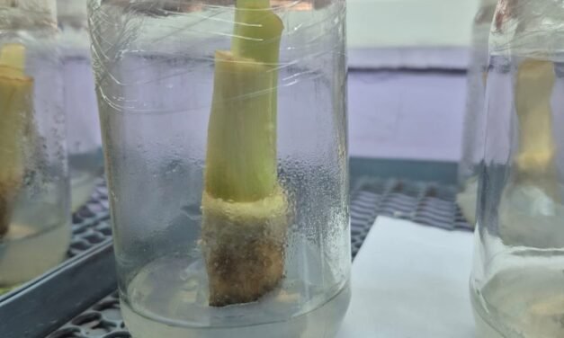 PLANT TISSUE CULTURE (BANANA)