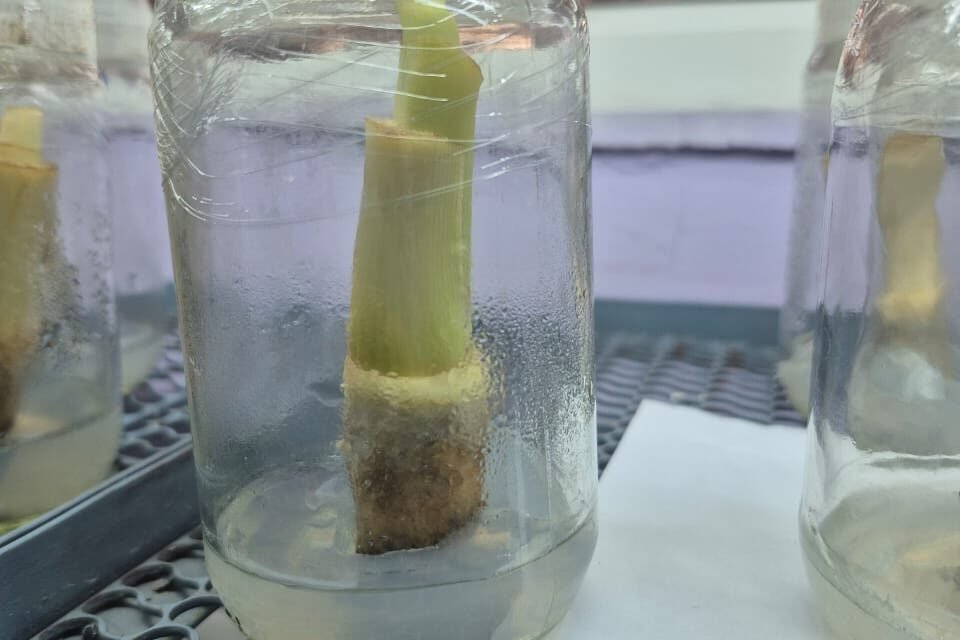 PLANT TISSUE CULTURE (BANANA)