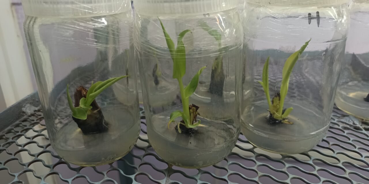 PLANT TISSUE CULTURE(BANANA)