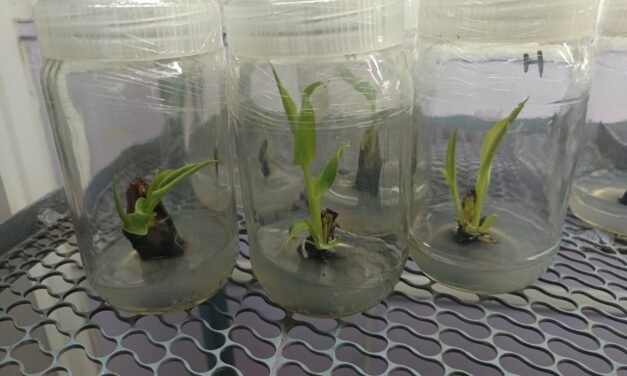 PLANT TISSUE CULTURE(BANANA)