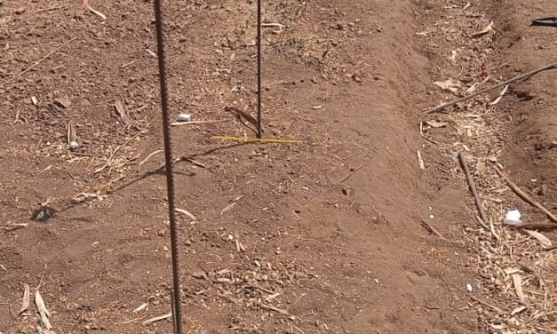 Different type of soil and temperature relation test