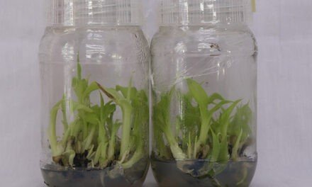 Banana Plant Tissue Culture