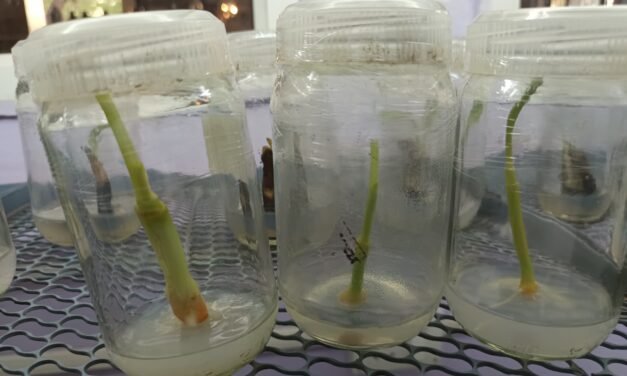 PLANT TISSUE CULTURE OF TURMERIC